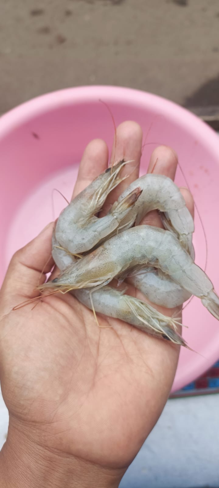 Udang Sedang